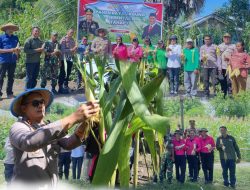 Polres Nagekeo Lakukan Panen Raya Jagung Serentak Tahap I