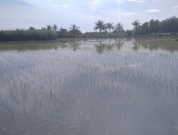 Luapan Sungai Aesesa Seperti Hadiah Ulang Tahun Untuk Petani Tonggurambang