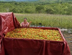 Tomat dan Cabai dari “Kebun Jane” Banyak Diminati Negara Tetangga Timor Leste